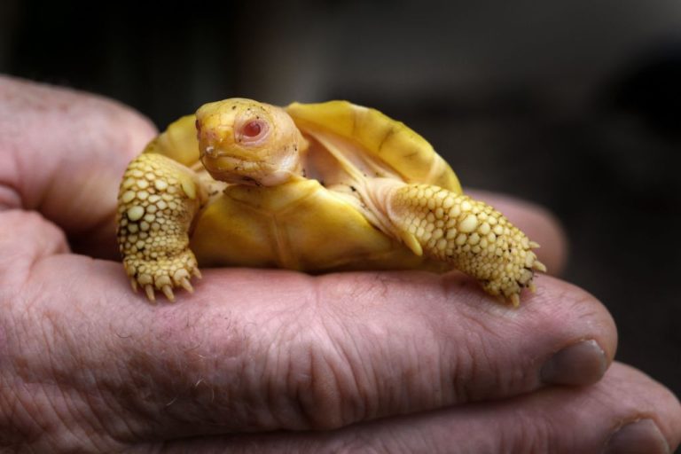 Rare Beauty: Exploring the Enigmatic World of Albino Turtles